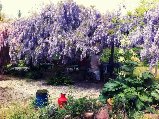 liliomkert lilaakác lugas 2