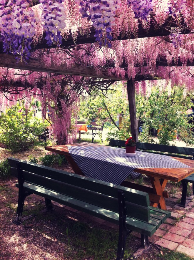 liliomkert lilaakác lugas 3