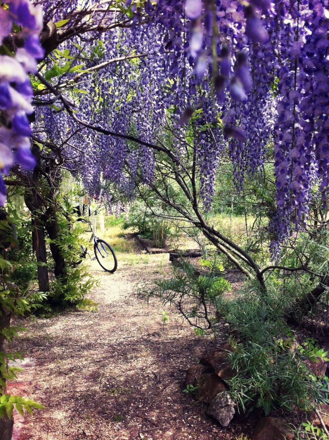 liliomkert lilaakác lugas