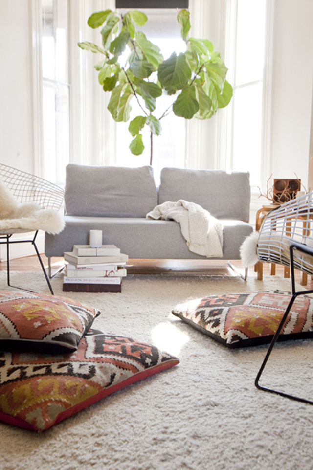 lantlevelű fikusz 1o