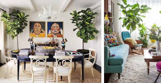 lantlevelű fikusz 2