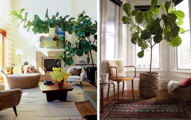 lantlevelű fikusz 3