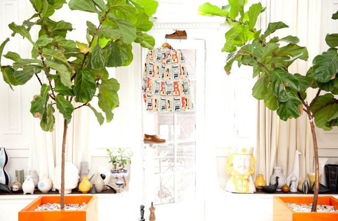 lantlevelű fikusz 4