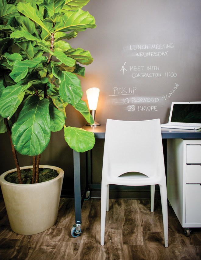 lantlevelű fikusz 5