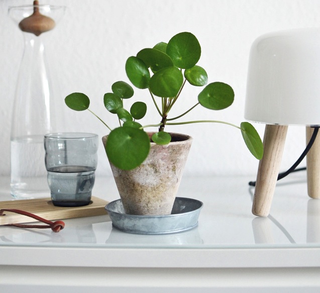 pénzlevelű pilea 1