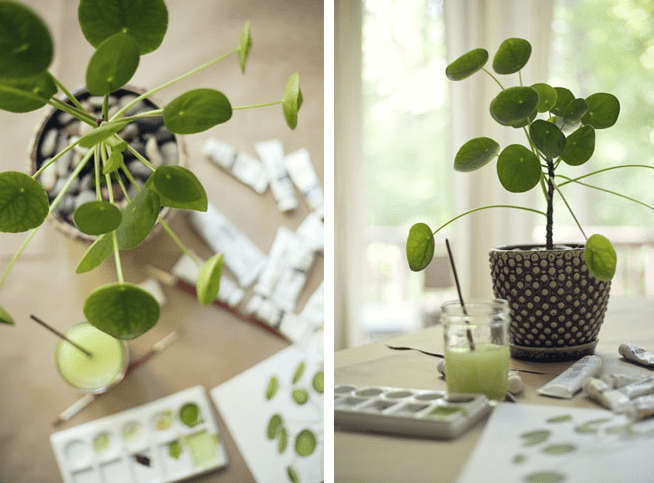 pénzlevelű pilea 6.jpg