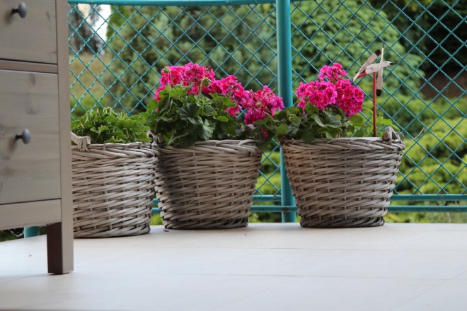 muskátlik szürke kosárban