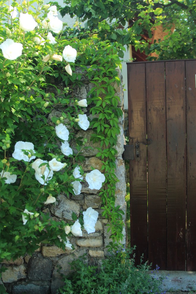 szögletes aranyhal nyári nap a kertben 001 kapu