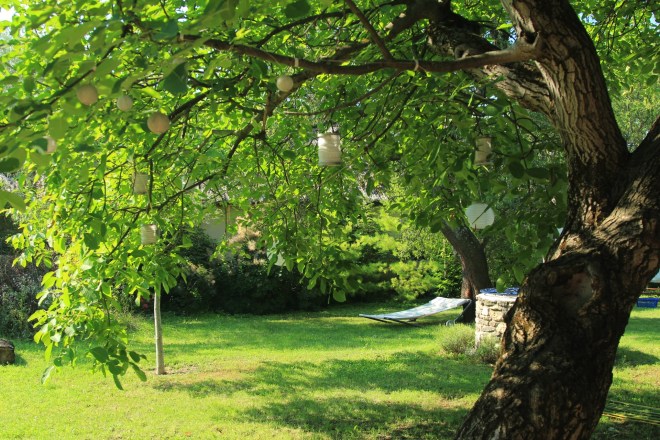 szögletes aranyhal nyári nap a kertben 003 diófa