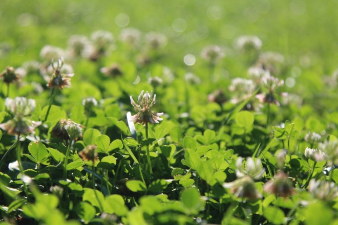 szögletes aranyhal nyári nap a kertben 005 rét