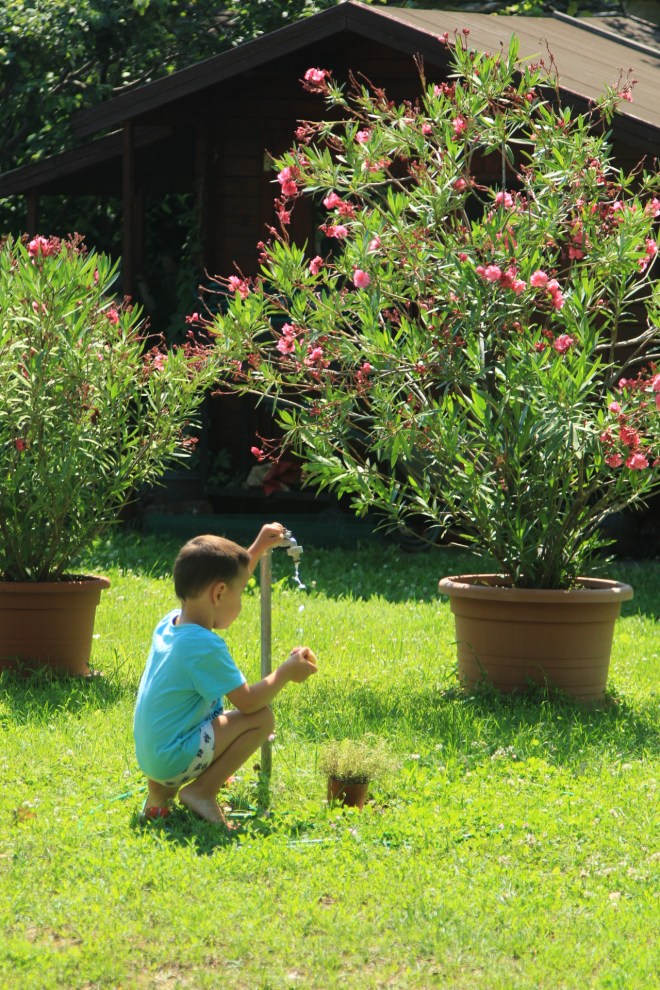 szögletes aranyhal nyári nap a kertben 009 leander