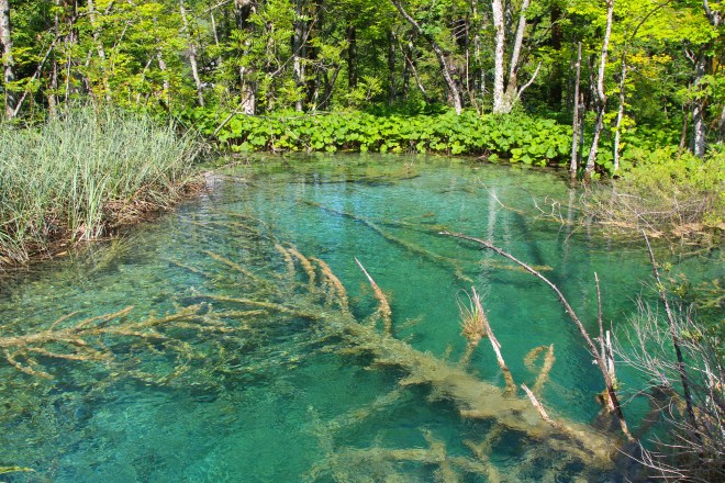 szögletes aranyhal Plitvicei tavak 1