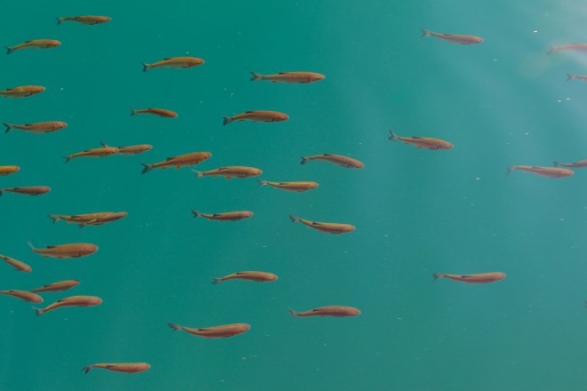 szögletes aranyhal Plitvicei tavak 7