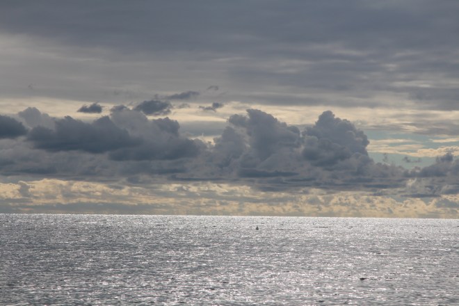 szögletes aranyhal tenger 1