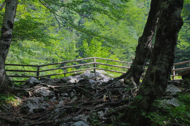 szögletes aranyhal Szlovénia Triglav 3