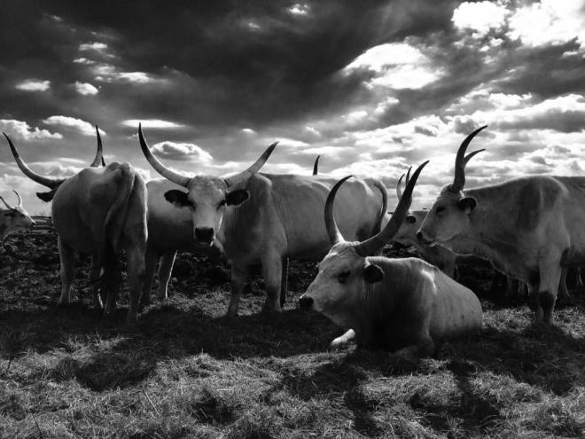 szögletes aranyhal - alföld - túzok rezervátum 1