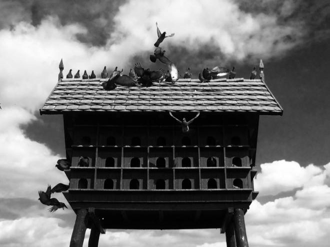 szögletes aranyhal - Alföld - túzok rezervátum 2