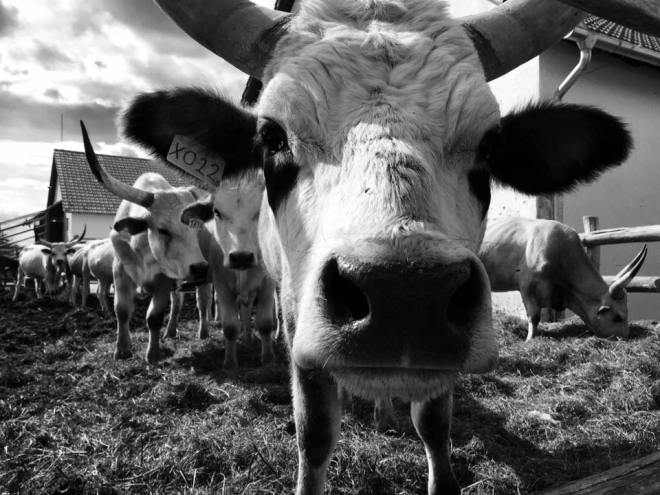 szögletes aranyhal - Alföld - túzok rezervátum 3