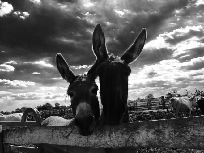 szögletes aranyhal - Alföld - túzok rezervátum 4