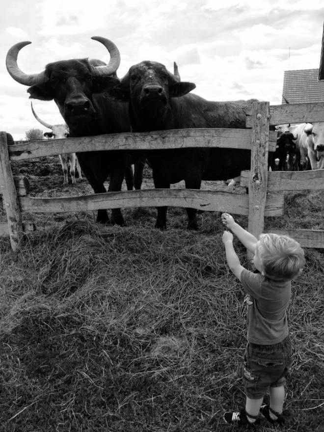 szögletes aranyhal - Alföld - túzok rezervátum 5