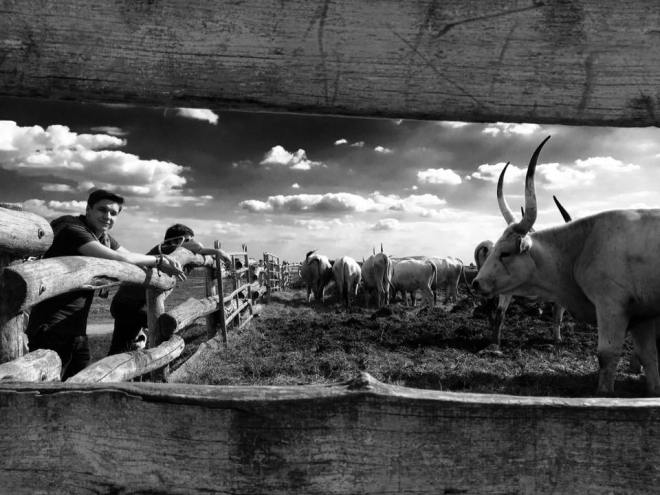 szögletes aranyhal - Alföld - túzok rezervátum 6