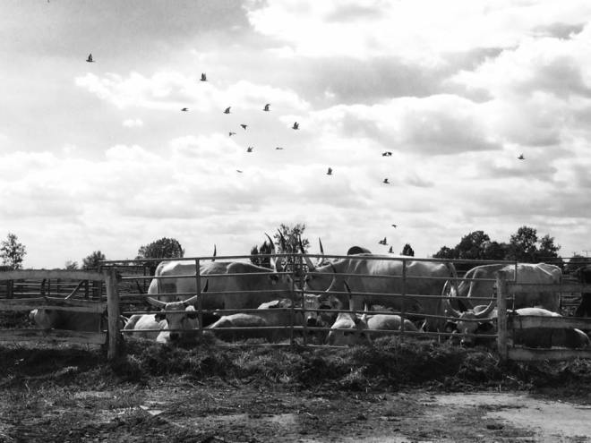 szögletes aranyhal - Alföld - Túzok rezervátum 7