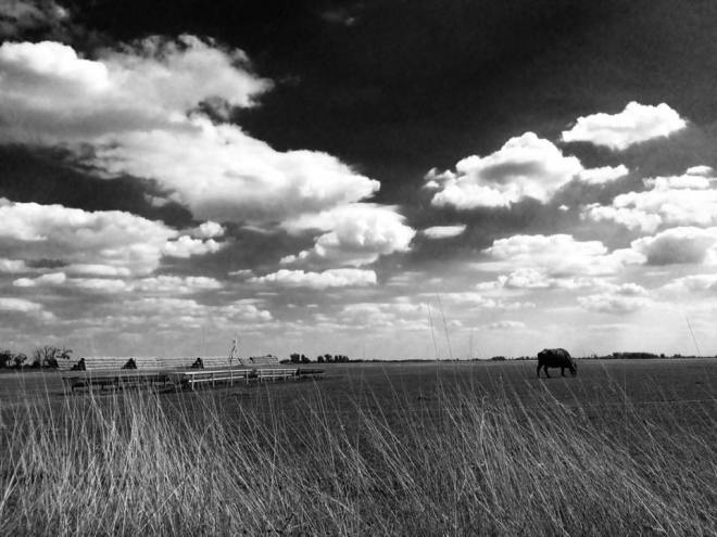 szögletes aranyhal - Alföld - túzok rezervátum 9