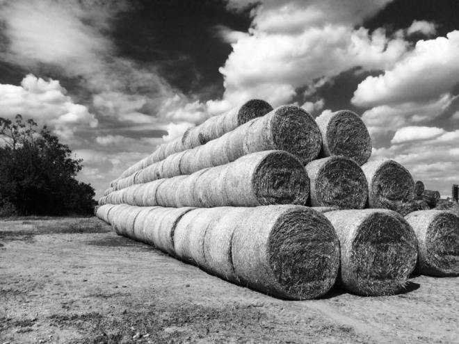 szögletes aranyhal - Alföld - túzok rezervtáum 8