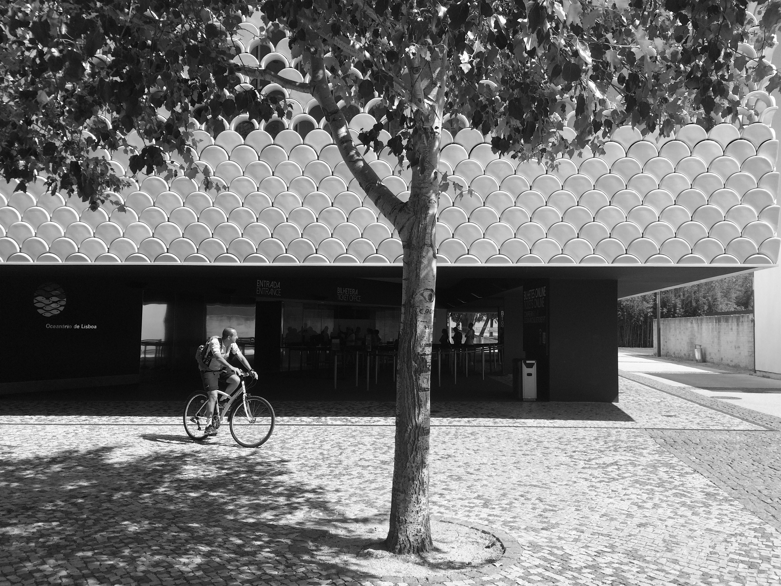 lisszaboni-oceanarium-4-szogletes-aranyhal